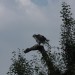 mini-IMG_1309